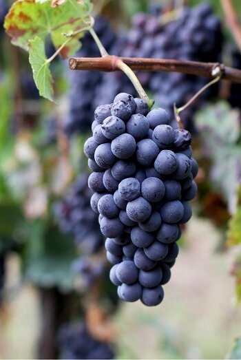 Brachetto