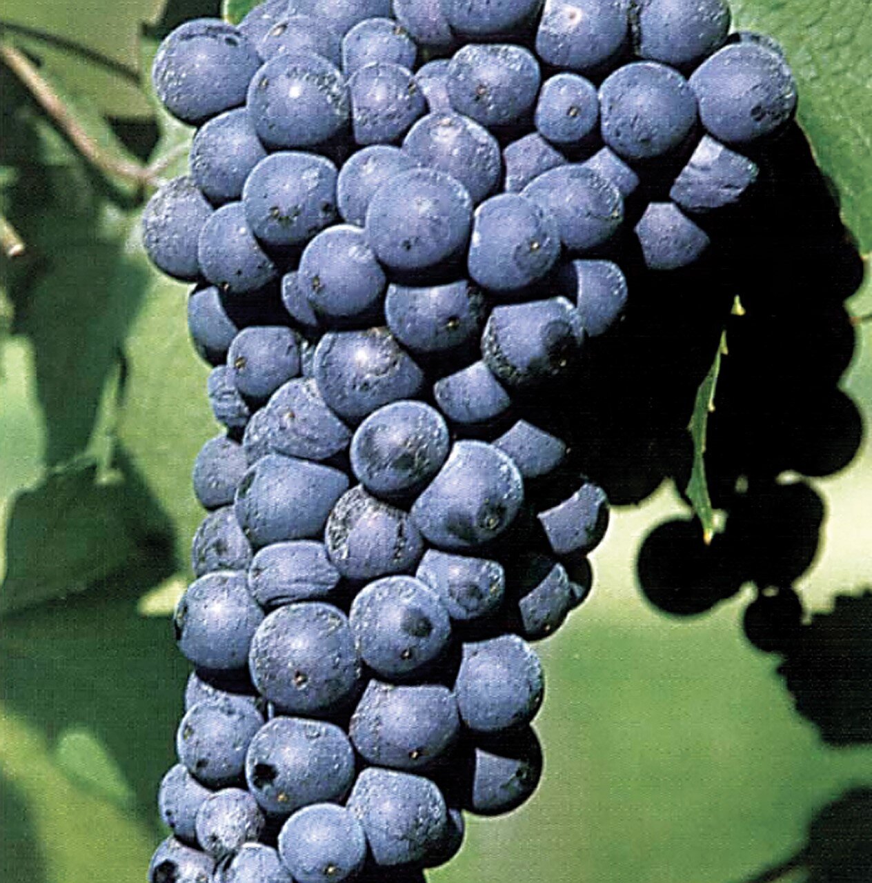 Dolcetto