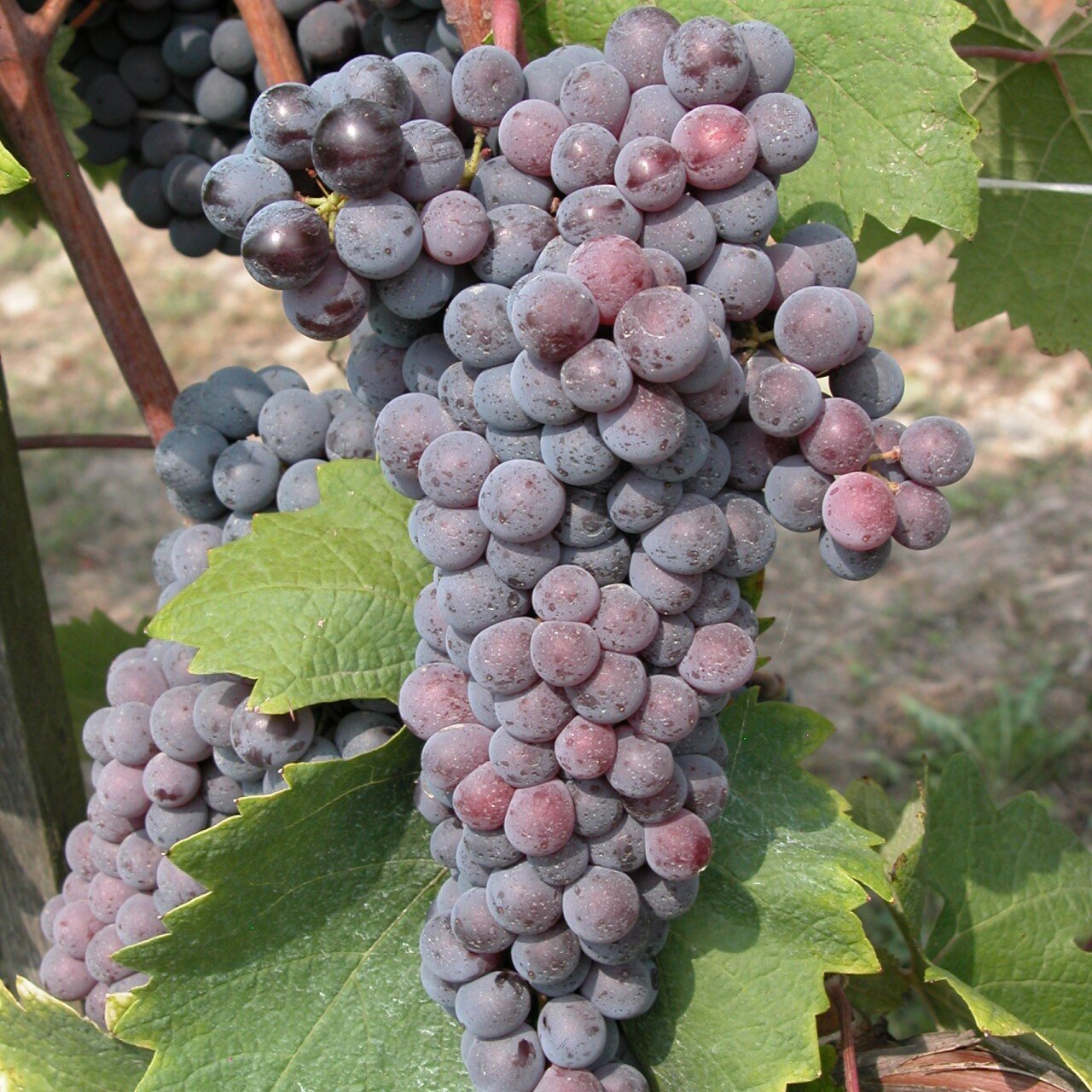 Grignolino