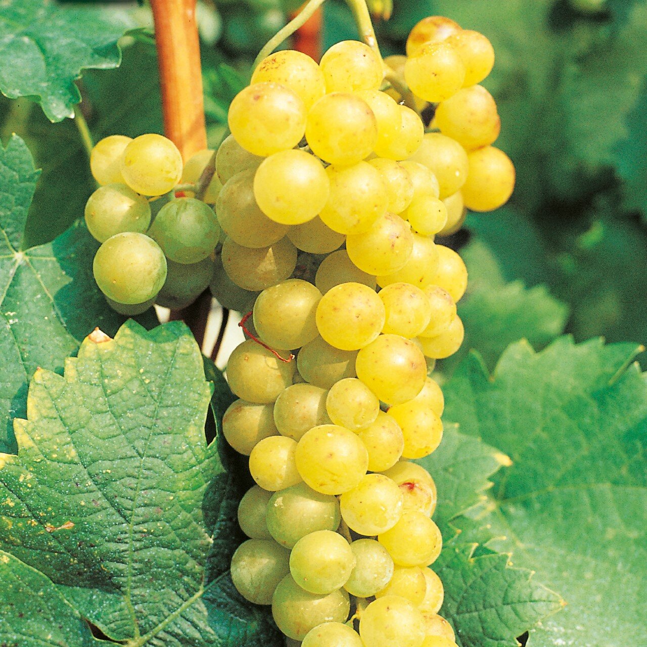 Moscato bianco
