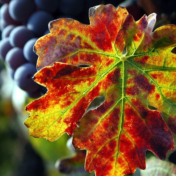 Reserviere deine Weinerfahrung mit Piemonte On Wine